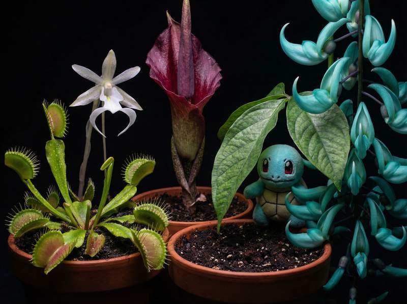 海角植物视频-海角植物视频：全球稀有植物视频大赏